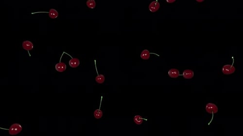 Realistic Falling Cherries Loop with Alpha Channel