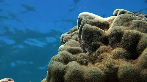 Hawaii Coral Reef Underwater Fish Background Yellow Tang
