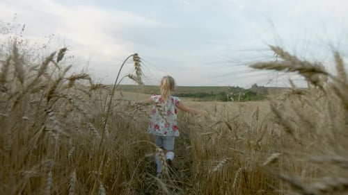 Little Girl Running at the Orange Evening Wheat Field