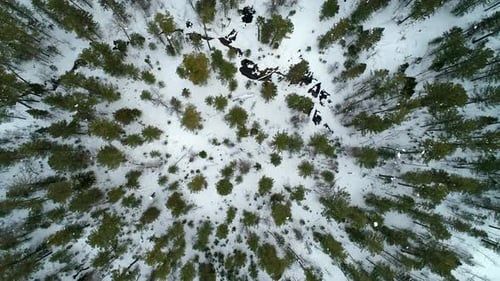 Aerial Top Down View Winter Forest Evergreen Trees on the Snow Amazing Winter Landscape