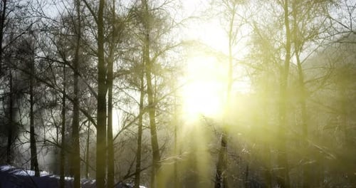 La lumière du soleil filtre à travers les arbres d'hiver à l'aube dans une forêt tranquille
