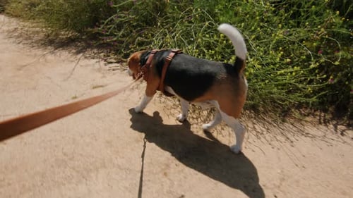 A Beagle Dog is Happily Walking on a Sunlit Nature Trail Exploring the Outdoors with a Leash