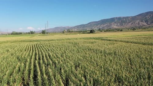 Aerial View Of Cornfield Swaying In The Wind