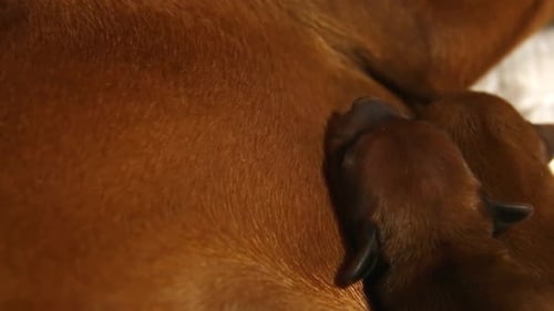 Small Newborn Puppies Fall Asleep Next to Their Motherdog