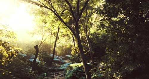 Sunlight Filters Through Lush Foliage in a Tranquil Forest Setting