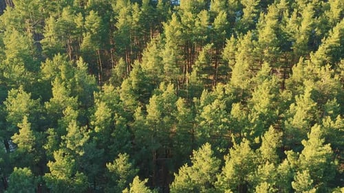 Aerial View Of Green Pine Coniferous Forest In Landscape During Sunset In Spring Top View From