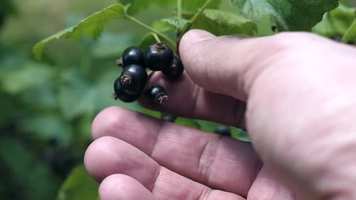 Harvesting Ripe Black Currants from the Bush