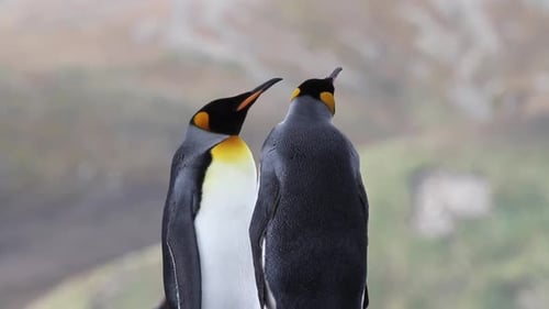 Two Penguins in Natural Setting