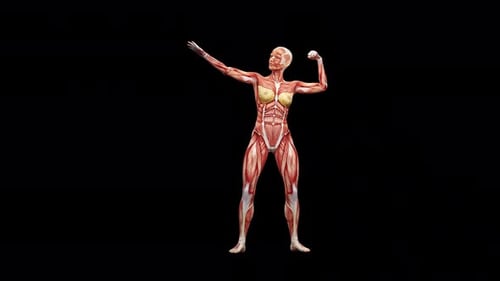 3D Female Muscular System Posing Medical Anatomy Loop