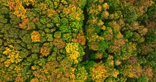 Aerial view of forest in autumn, top down view