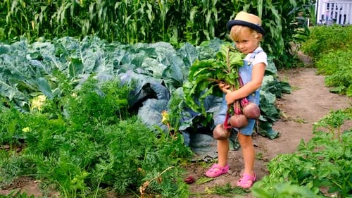 a Child Harvests in the Garden Selective Focus