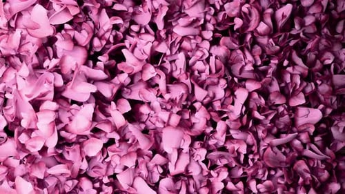 Pink Rose Petals Elegant Wipe Transition