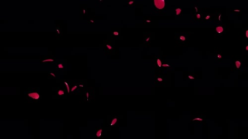 Romantic Falling Red Rose Petals Overlay