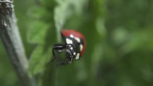 Little Angry Ladybug Among Green Grass