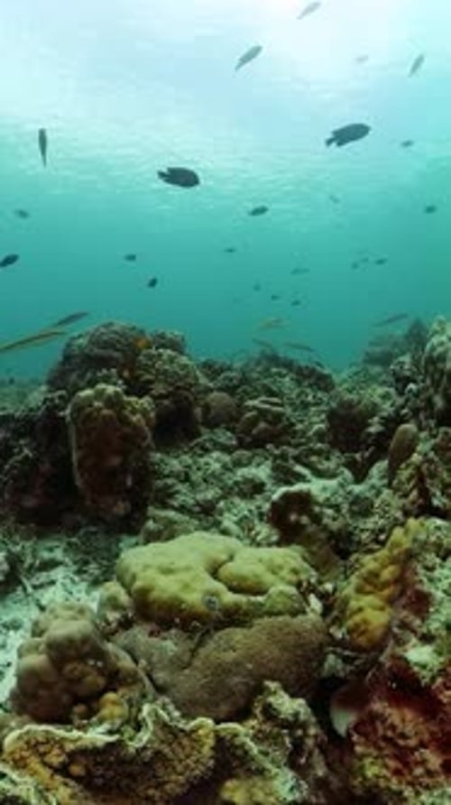 Coral Reef and Marine Fish Underwater World