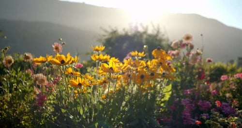 Colorful wildflowers swaying gently in a beautiful summer garden outdoors
