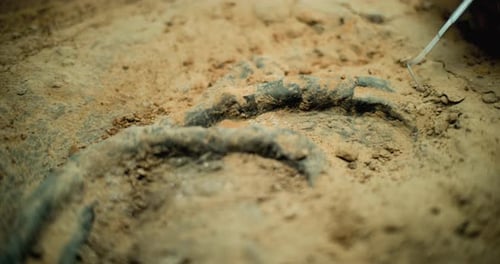 Close Up Shot of Fossil Remains of Ancient Human or Animal