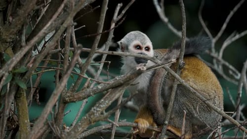 Close Up Of A Common Squirrel Monkey On Leafless Tree Branches In The Forest. Saimiri Sciureus In Ec