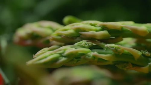 Close up shot of fresh asparagus. Nutrition and healthy diet concept