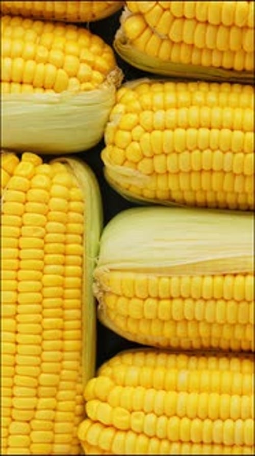 Bright Yellow Corn on the Cob Close Up