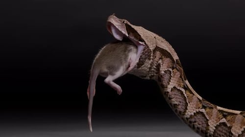 Viper Snake Eats Mouse in Close-up Studio Shot