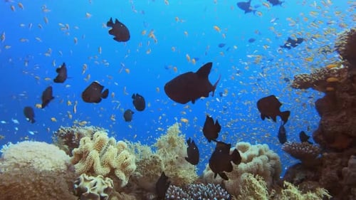 Tropical Colourful Fishes