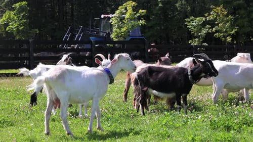 Herd of Goats Green Grass Pasture Summer Countryside Landscape with Tractor Farming and Agriculture