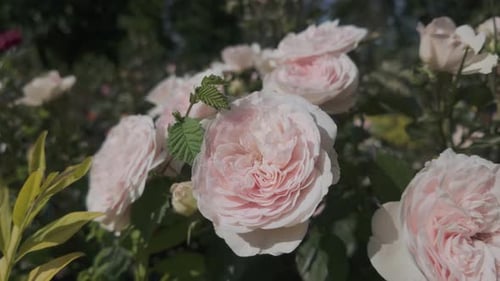 light rose colored of Memorial roses (Rosa lucieae) swaying in wind