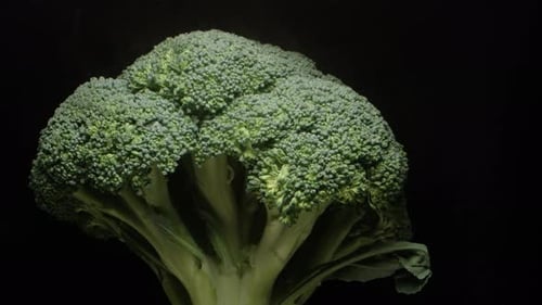 Close Up of Fresh Green Broccoli Head