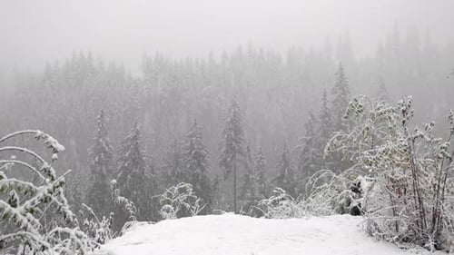 Snow Falls On Frosted Forest During Wintertime. Close up