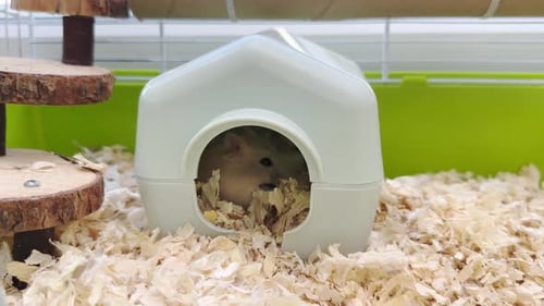 Hamster Hiding in White House Inside Cage