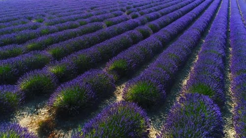 Aerial Cinematic Drone View of Colorful Lavender Fields on a Sunny Day with Clear Blue Skies. Bloom