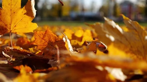 Detail View on Brown Maple Leaves Falling to Ground in Autumn Park at Sunset Bright Foliage Covered