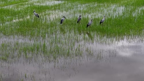 Aerial drone view of asian openbill storks foraging in paddy field