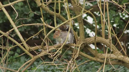 Grey Squirrel Close Up Cleaning Grooming Itself Perched Sat On Tree Branch Then Climbs Away Daytime