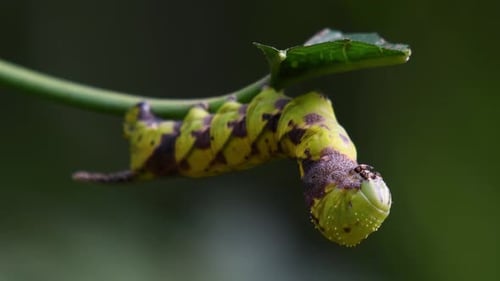 Close Up of a Green and Yellow Caterpillar