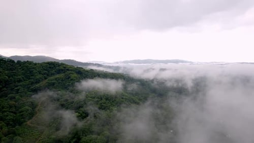 Misty morning in the middle of wilderness of forest. jungle aerial shot.