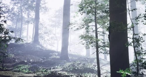 Misty Forest Landscape with Tall Trees and Soft Sunlight Filtering Through