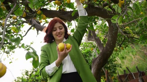 Woman Harvests Lemons From a Lush Tree