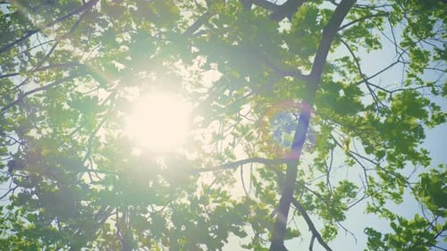 Looking Up to Sunlight Shining Through Bright Green Leaf on Tree in Forest