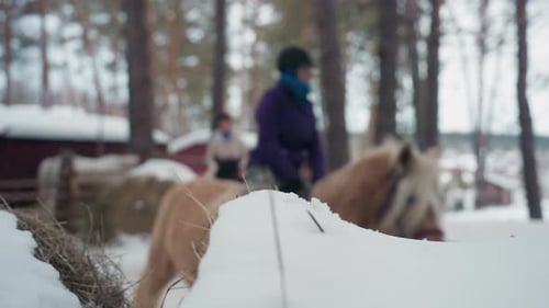 Multiple Horsemen Traverse Snowcovered Fields Near Pine Forest Adventurers on Horseback Passing