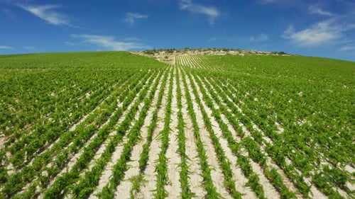 Rows of vines on the sunny slopes of the grape plantation of the island of Brac.