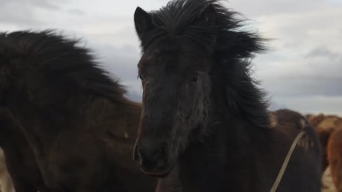 Silver dapple black Icelandic horse herd stand in strong wind, Iceland