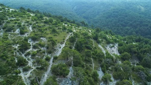 Vista aérea de un denso bosque verde que cubre las interminables colinas de Highlands: Toma Cinemática