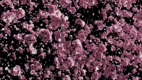 Falling Japanese Cherry Leaves In Fast And Slow Speed. Alpha Channel