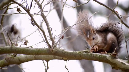 Red Squirrel eating acorn standing on the branch of a tree in Fuentes del Marques, Caravaca, Spain.