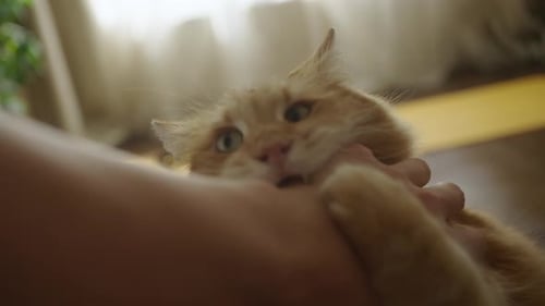 Angry Ginger Cat Attacks Man's Hand at Home and Bites It
