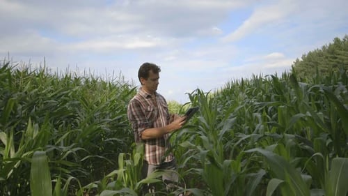 MS Man standing and using digital tablet in corn field