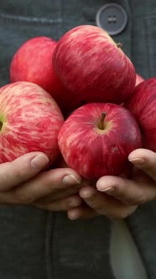 Close Up of Hands Hold Handful of Ripe Red Apples in Palms Harvesting
