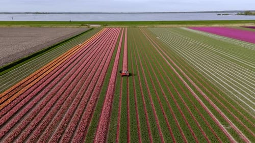 Above the Fields: Aerial View of Pink Tulips Being Topped